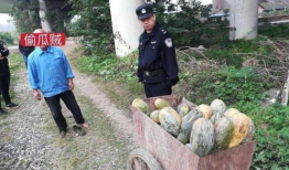 河津网红吃瓜事件,揭秘网络舆论的风暴与真相