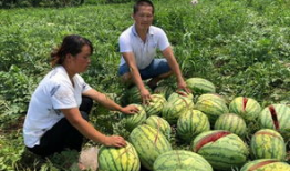 西昌吃瓜事件网红,网红引发的网络狂欢与反思