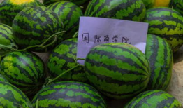 吃瓜网郑州大学,吃瓜网上的青春风采